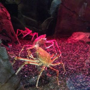 Meet your Posher, Marcia